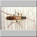 Amblyteles armatorius - Schlupfwespe w01g 14mm - Brocken-Gipfel-1142m-Harz ca-2000 Stueck-fdet02.jpg